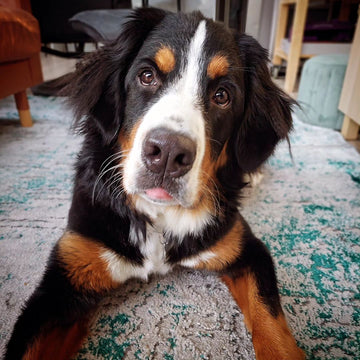 Modern Teal Green Textured Living Room Rug