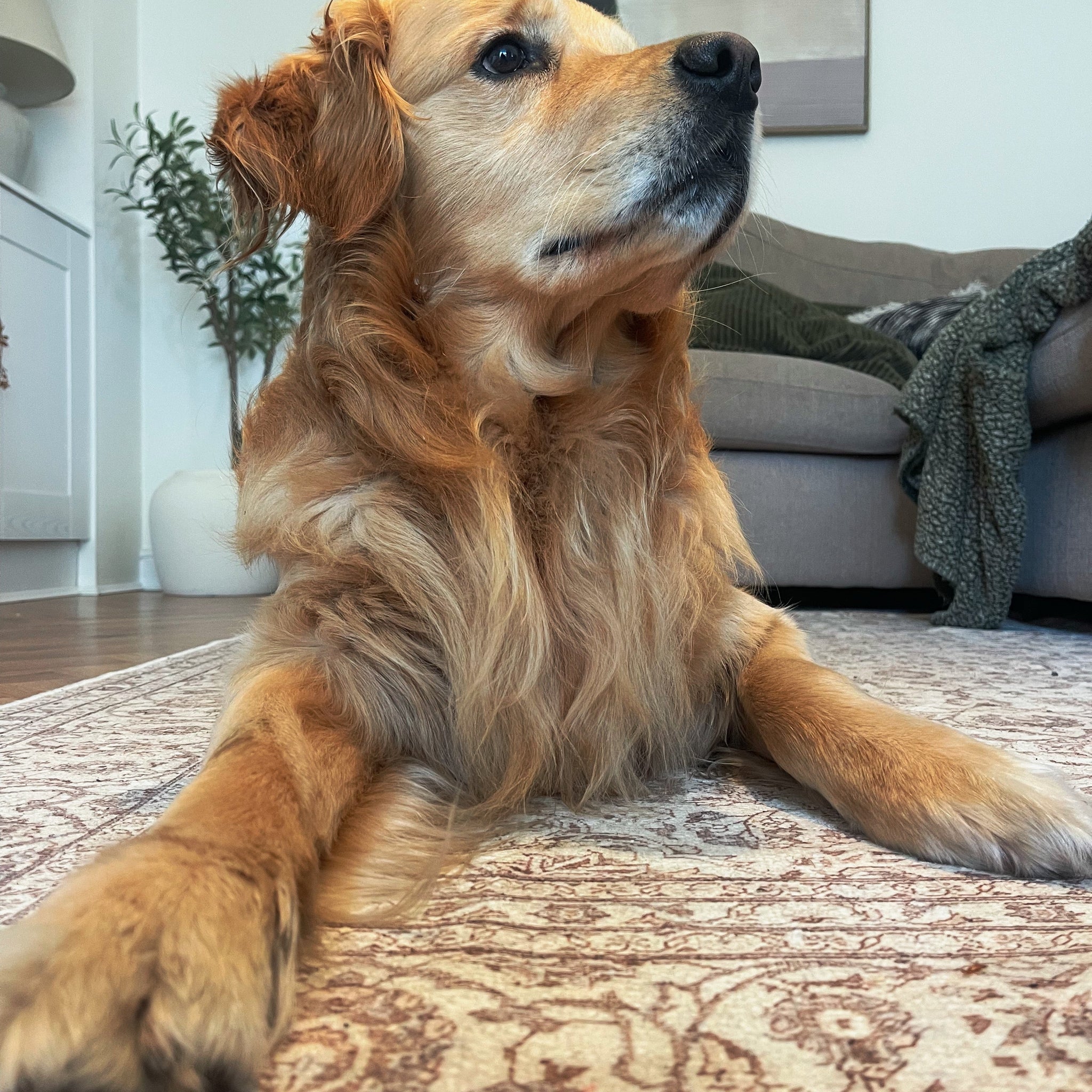 Soft Washable Cream Vintage Rug - Adeline